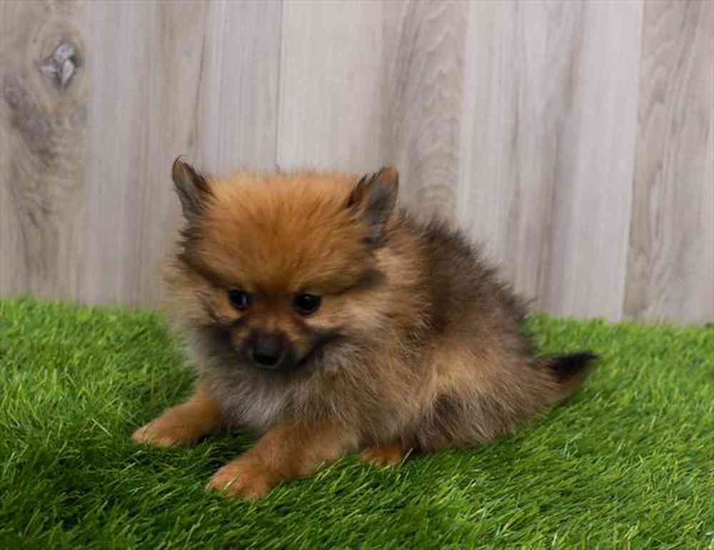 carousel pet images