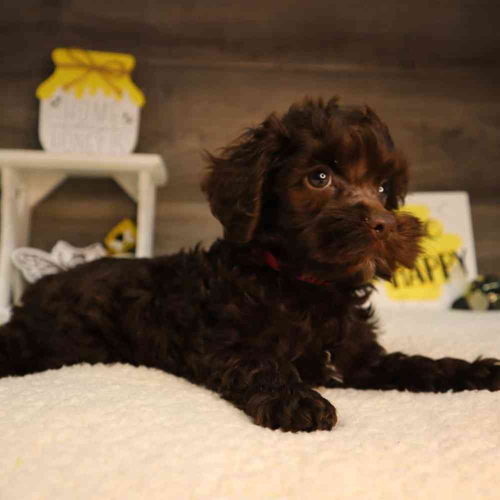 carousel pet images
