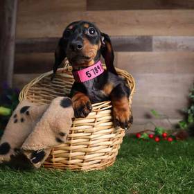 Dachshund