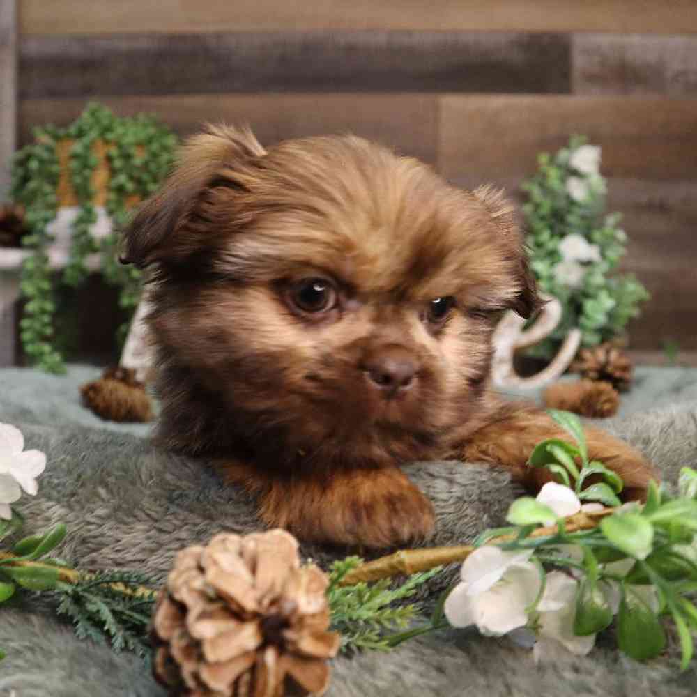 carousel pet images