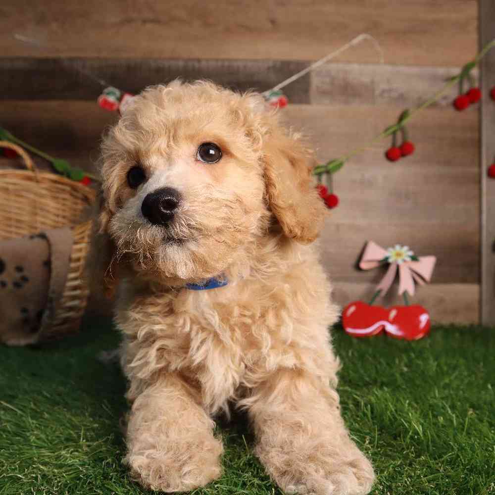 carousel pet images