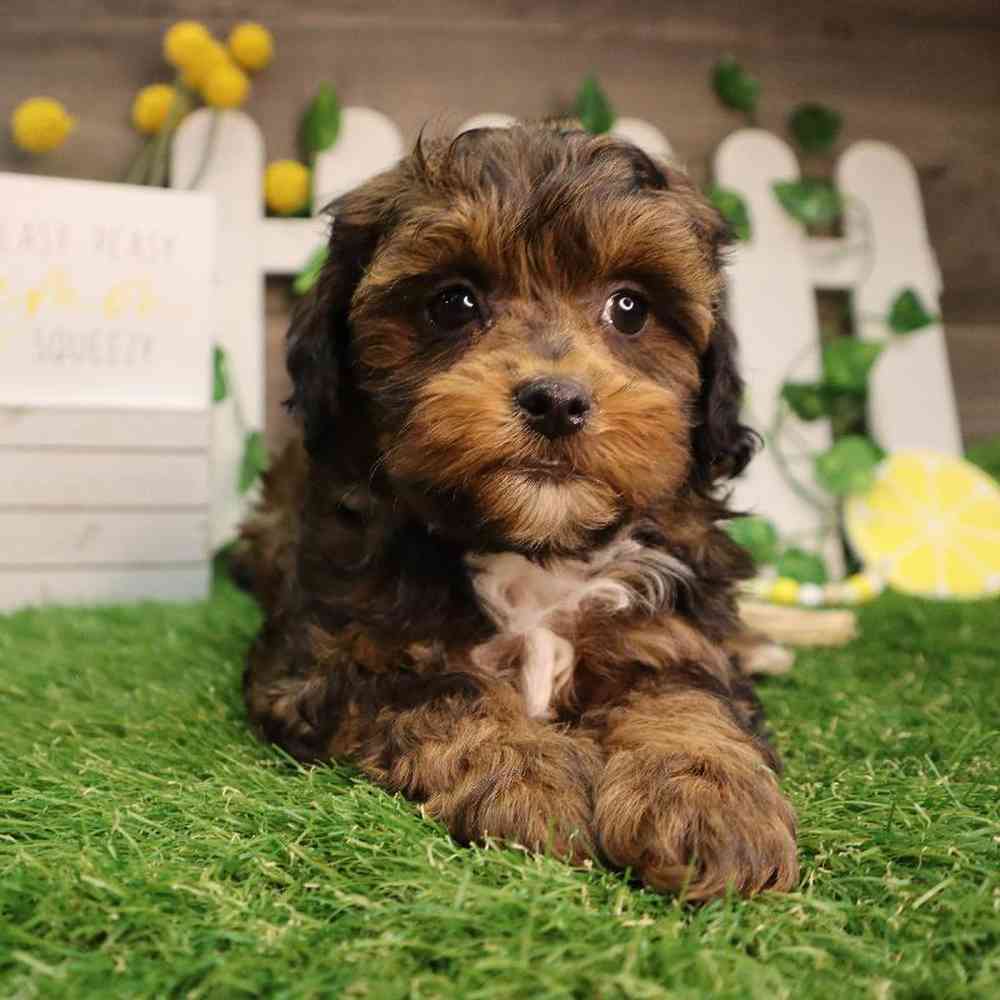 Female Shipoo Puppy for Sale in Blaine, MN