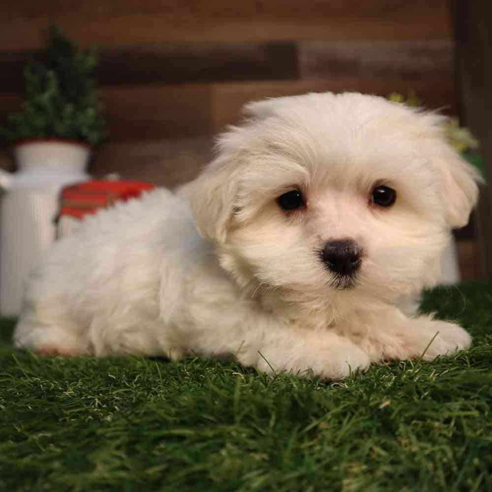 Male Maltese Puppy for Sale in Blaine, MN