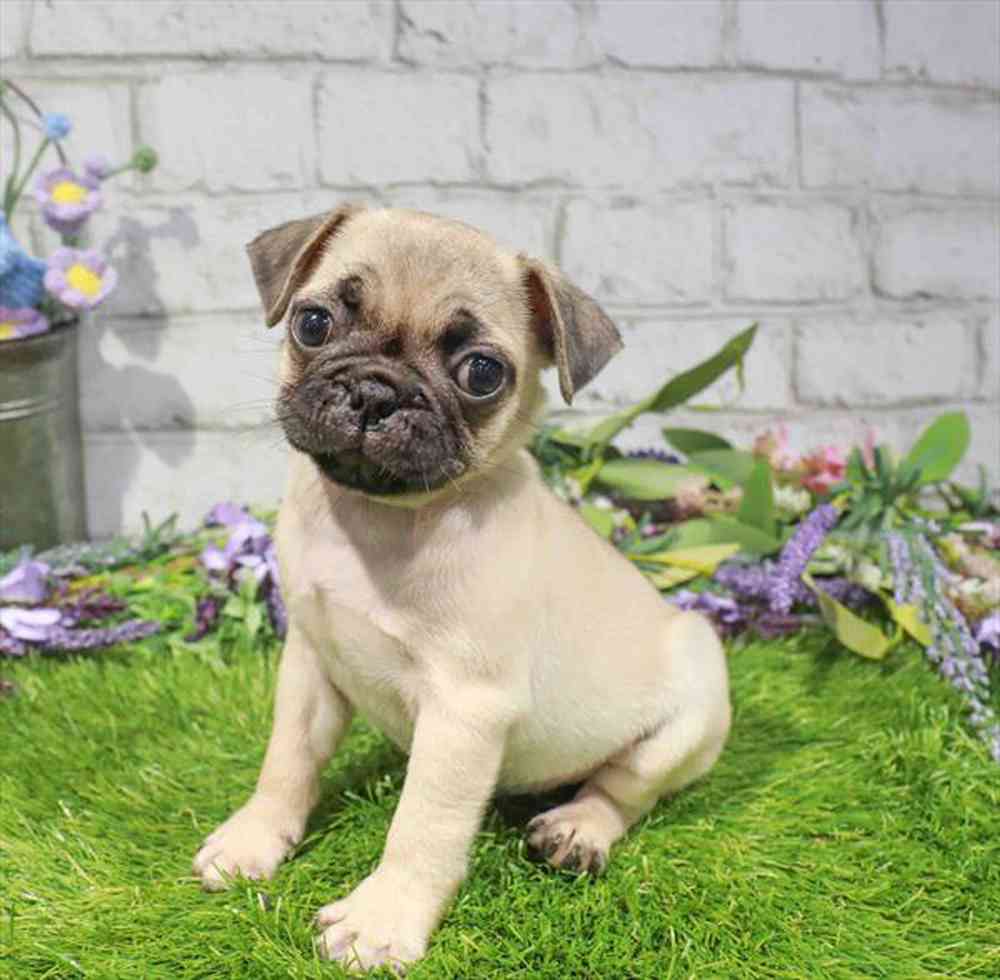 carousel pet images