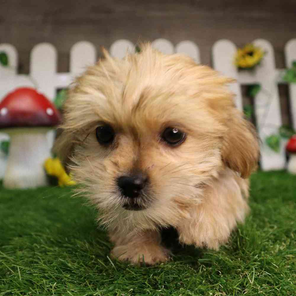 Male Shorkie Puppy for Sale in Blaine, MN