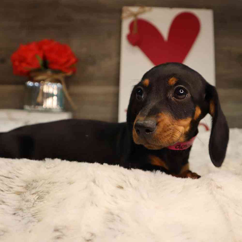 Female Dachshund Puppy for Sale in Blaine, MN