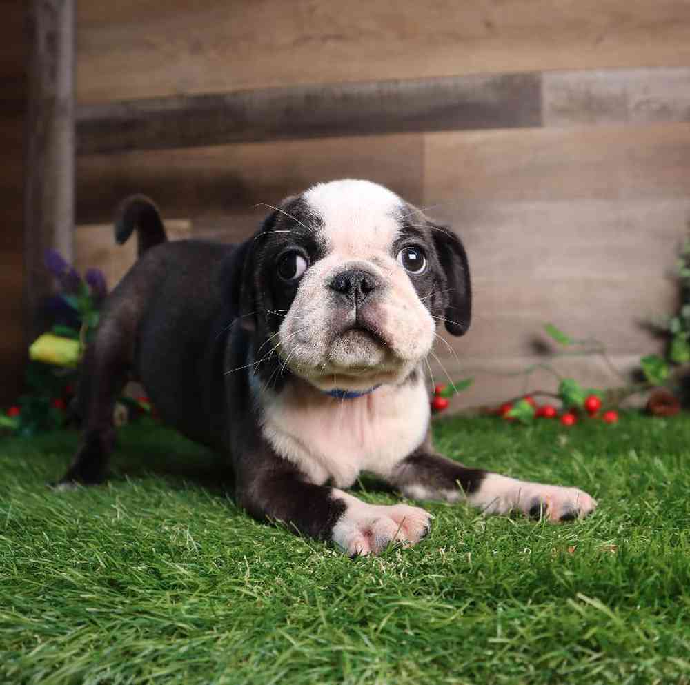 carousel pet images