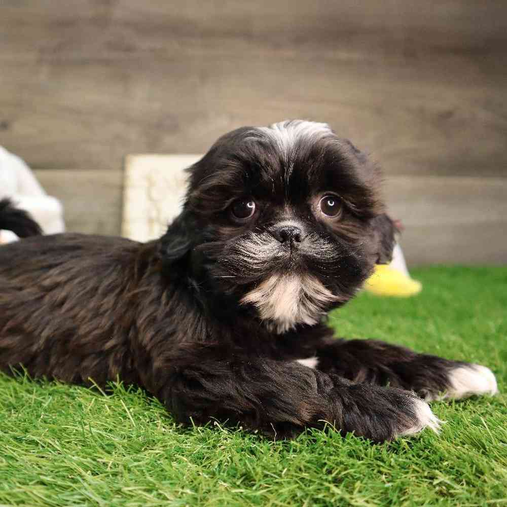 carousel pet images