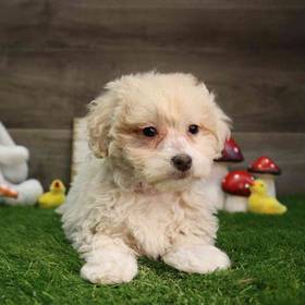 Bichon-Poodle-Maltese