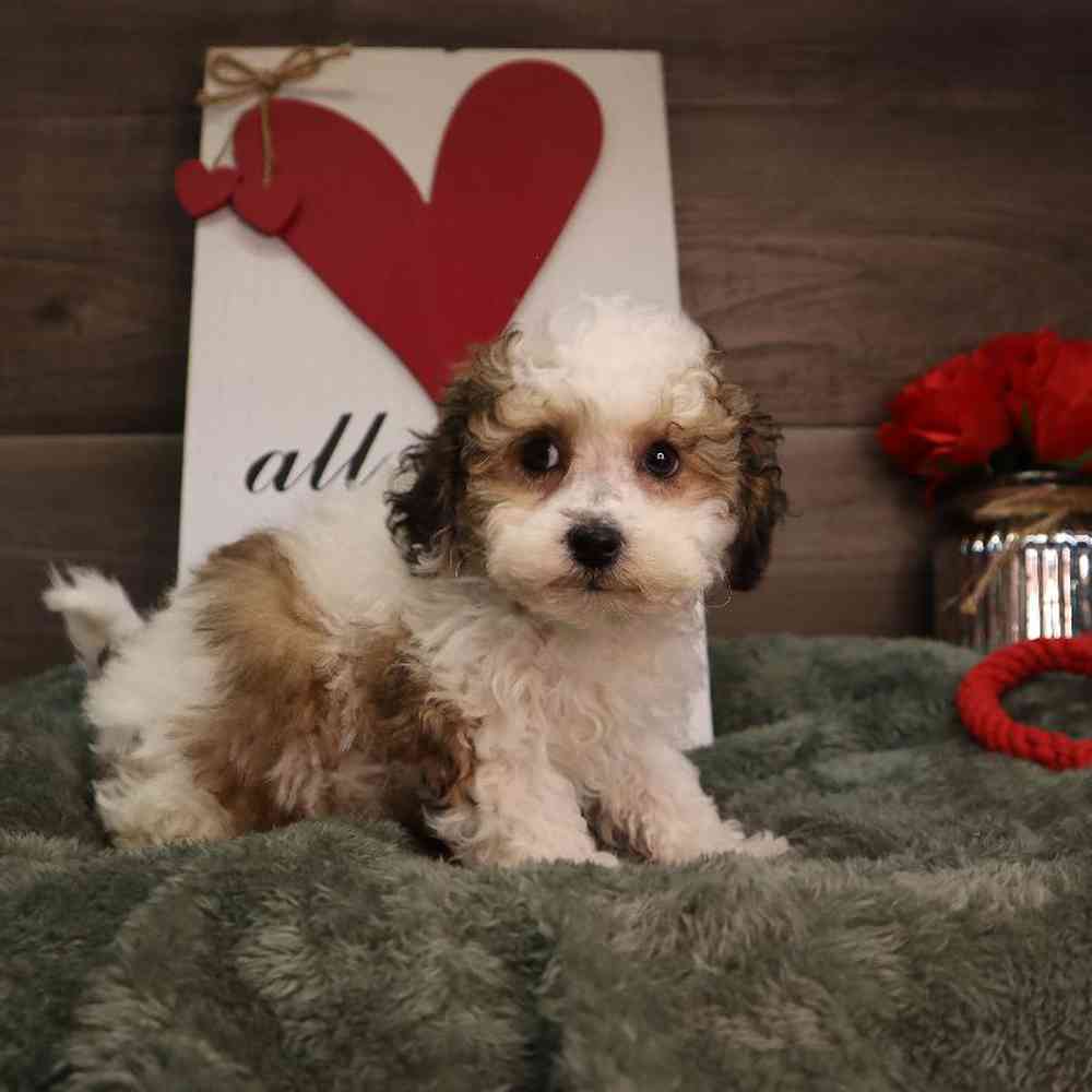 carousel pet images