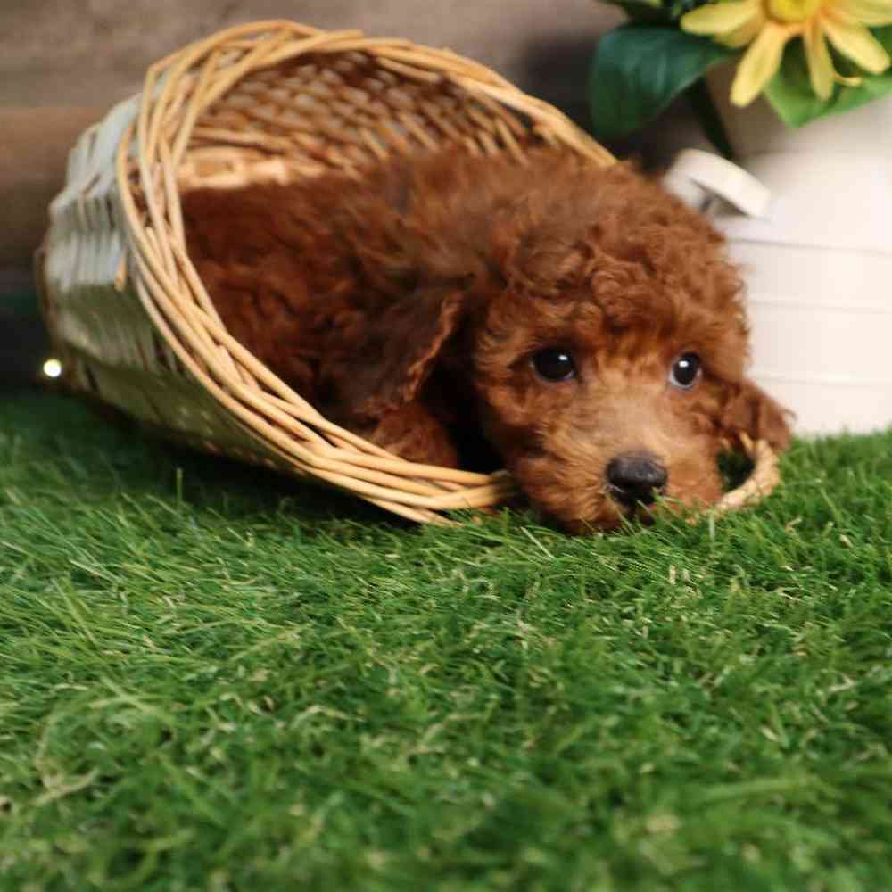 Male Bichon-Poo Puppy for Sale in Blaine, MN