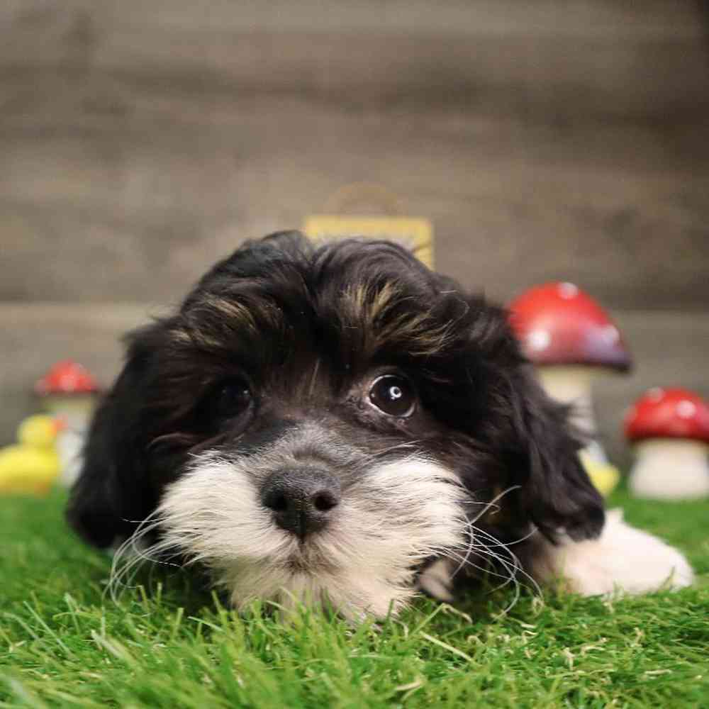 carousel pet images