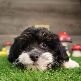 Shipoo