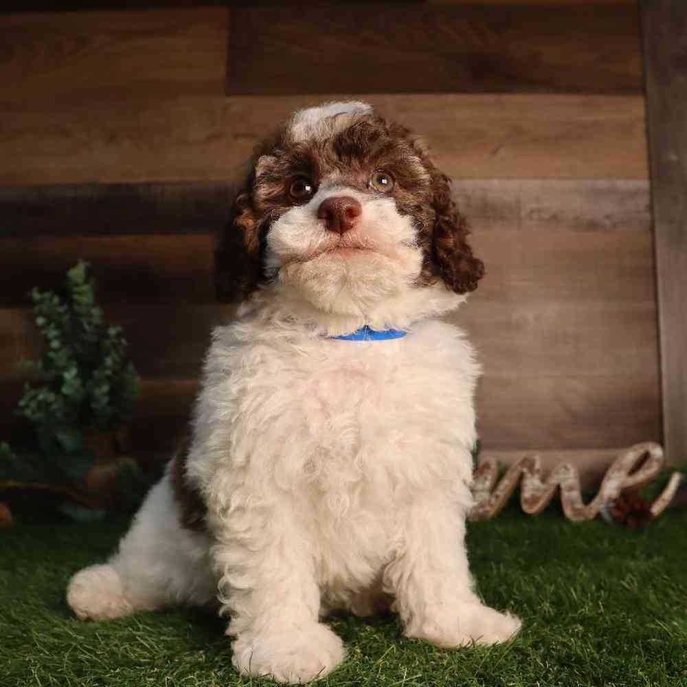 pet breed image