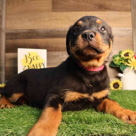 Xena