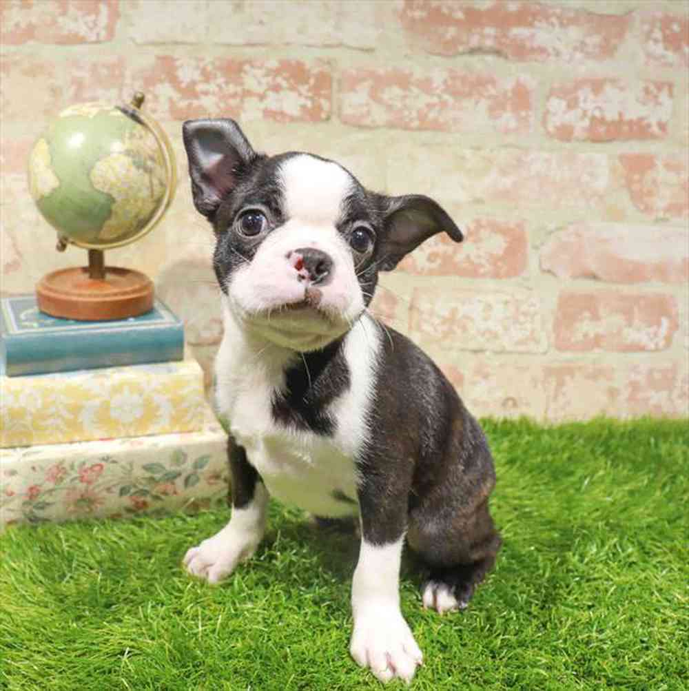 carousel pet images