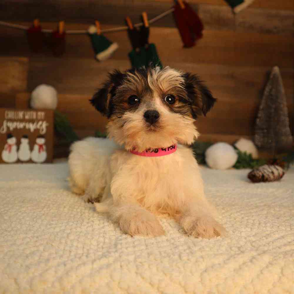 carousel pet images