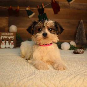 Morkie