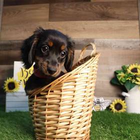 Dachshund