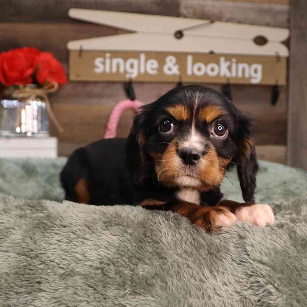 carousel pet images
