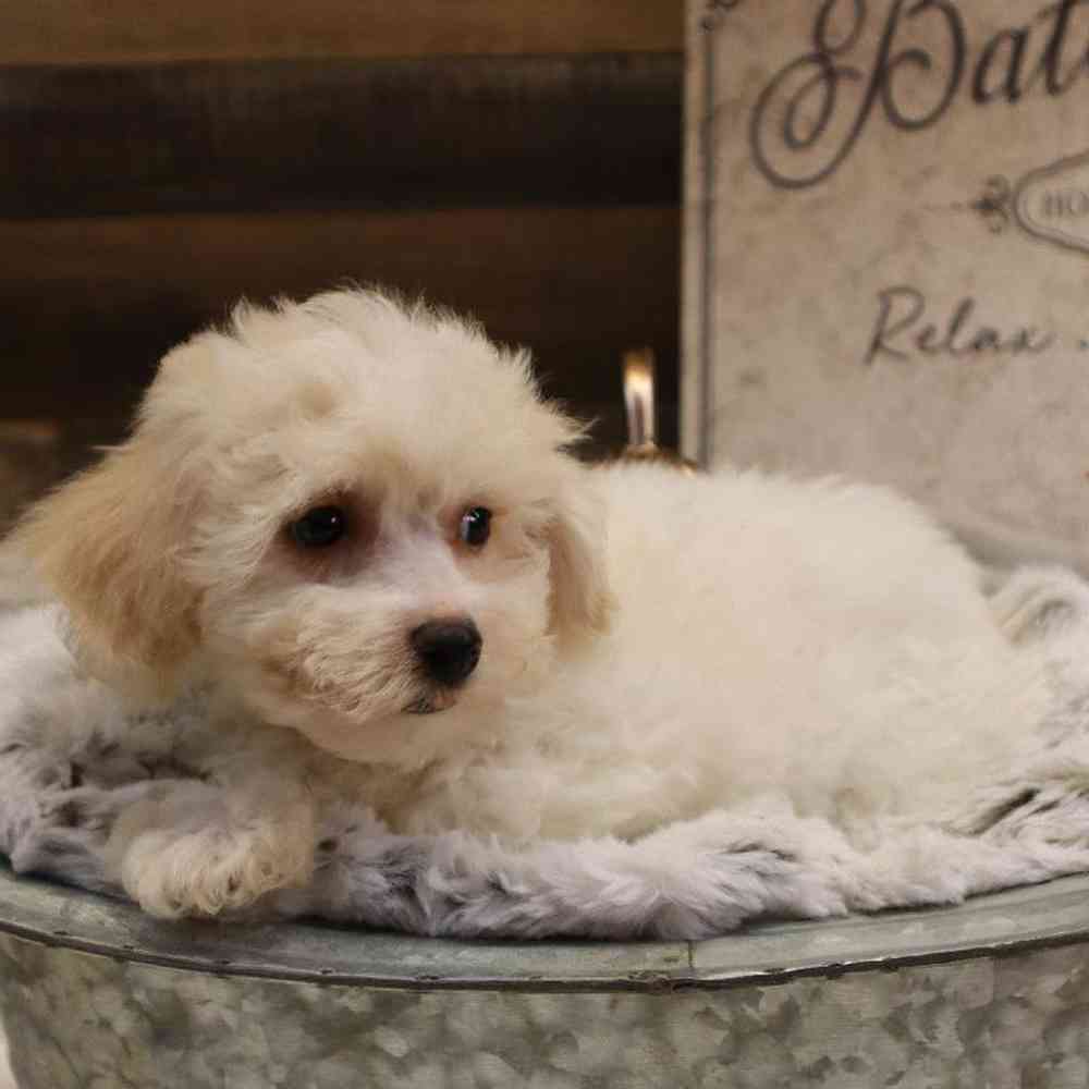 Female Bichon Frise Puppy for sale