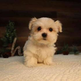Maltese