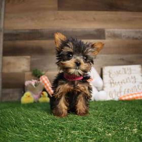 Yorkshire Terrier