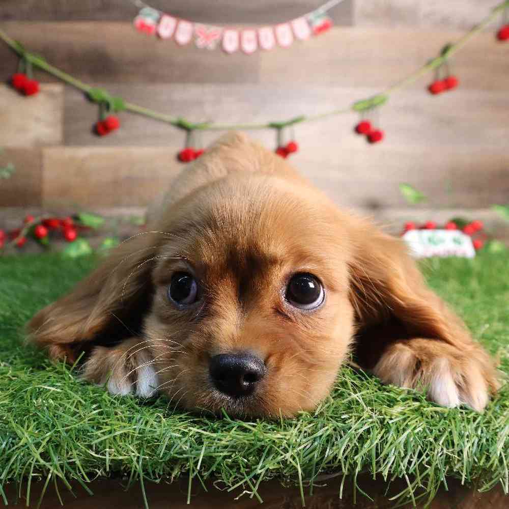 carousel pet images