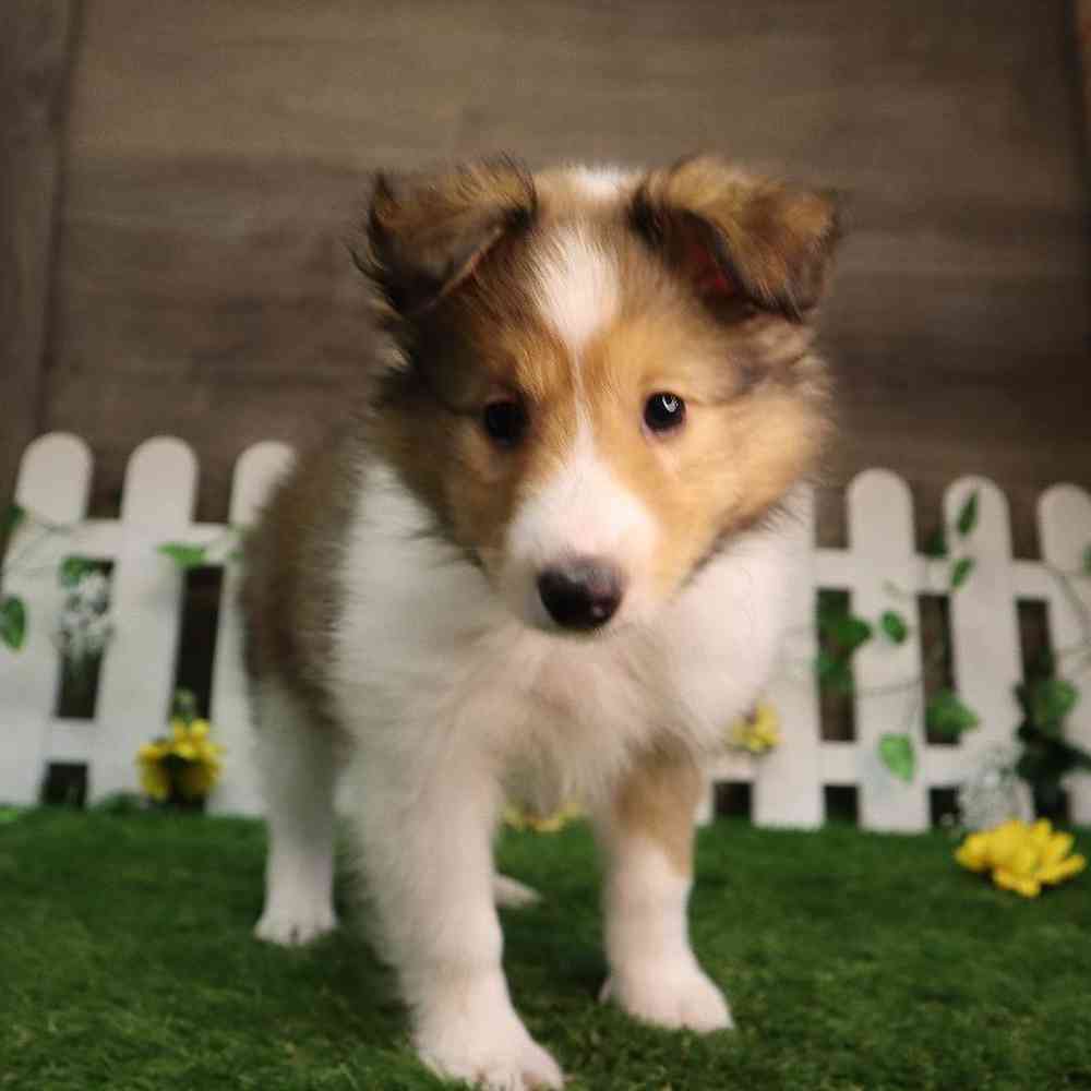 carousel pet images