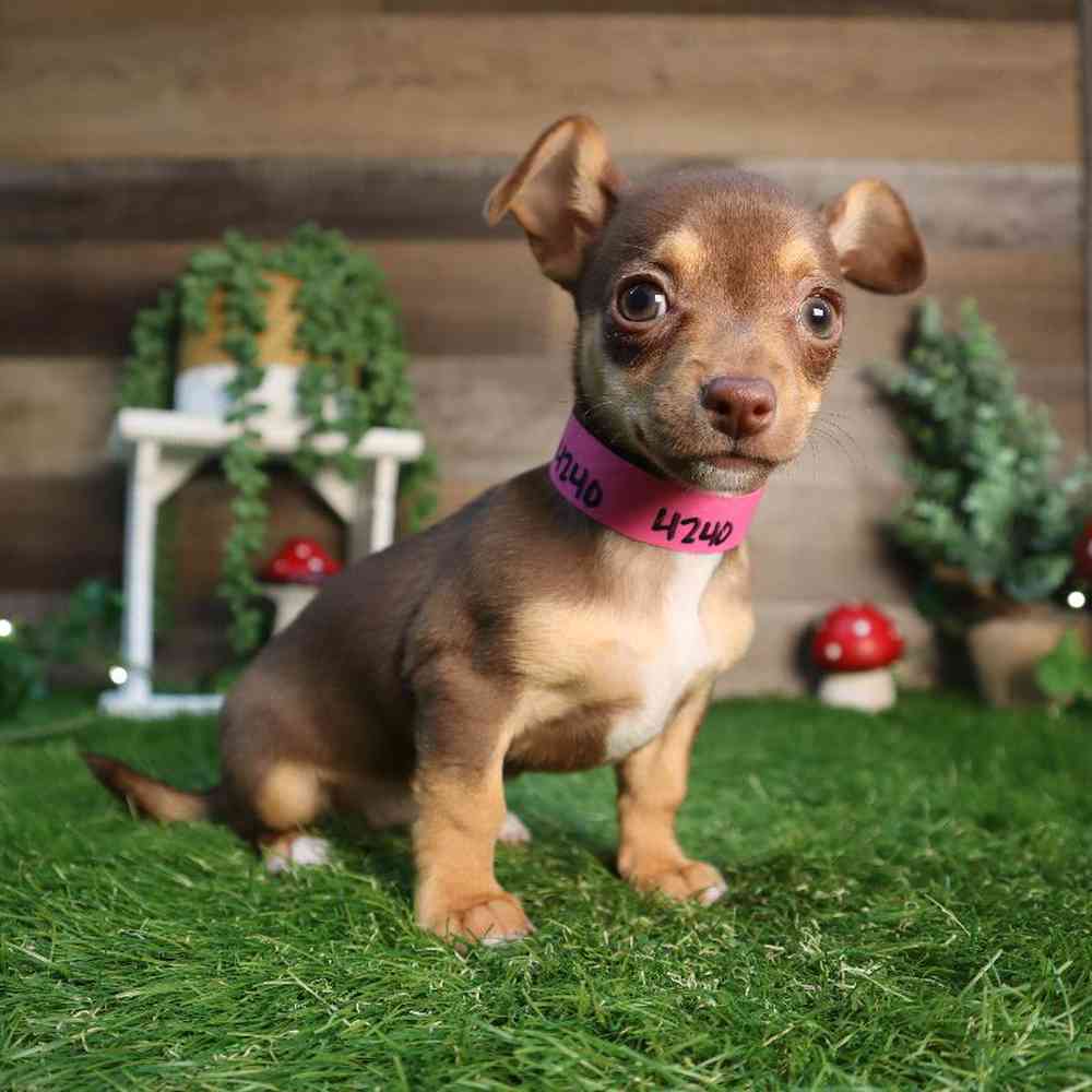 carousel pet images