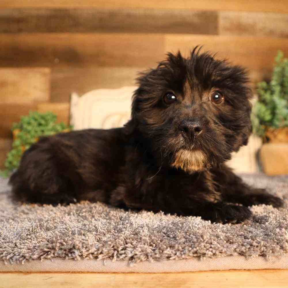 Yochon Puppy for sale - Four Paws and a Tail