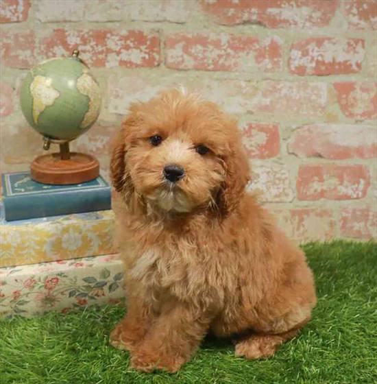 Cockapoo