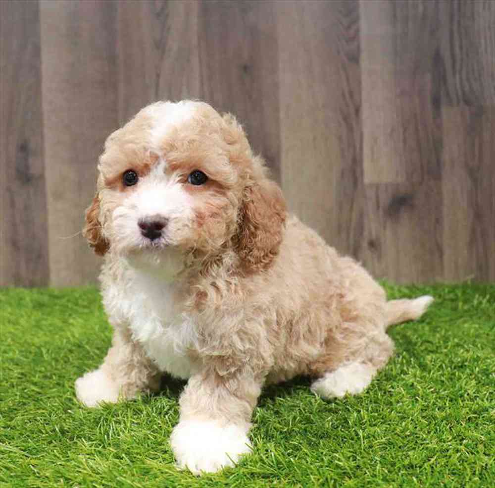 carousel pet images