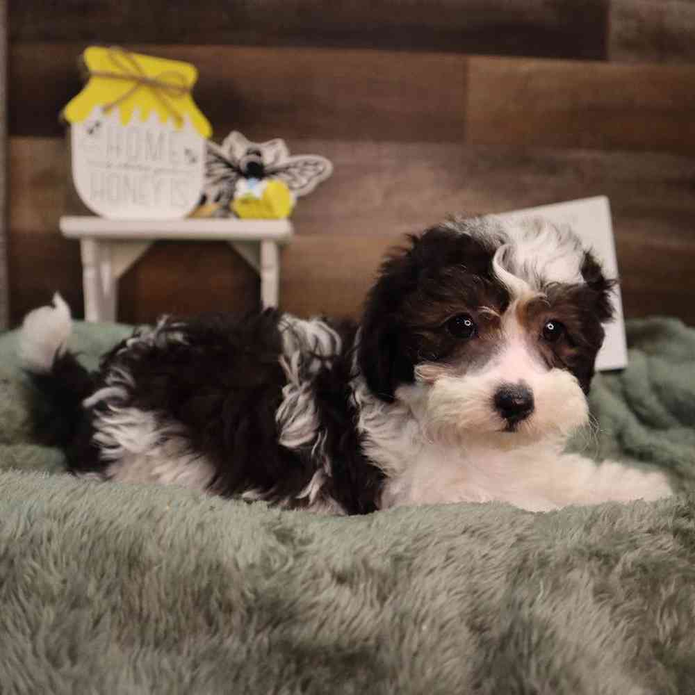 carousel pet images