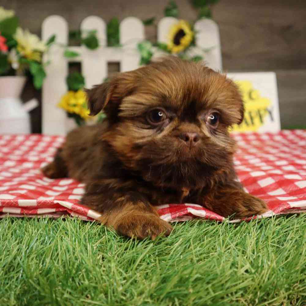 carousel pet images