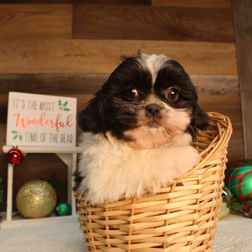 Pekechon Puppies for sale - Four Paws and a Tail