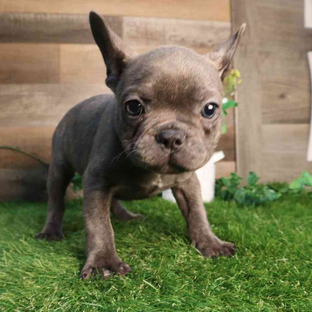 Male French Bulldog Puppy for Sale in Blaine, MN
