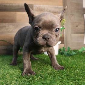 French Bulldog