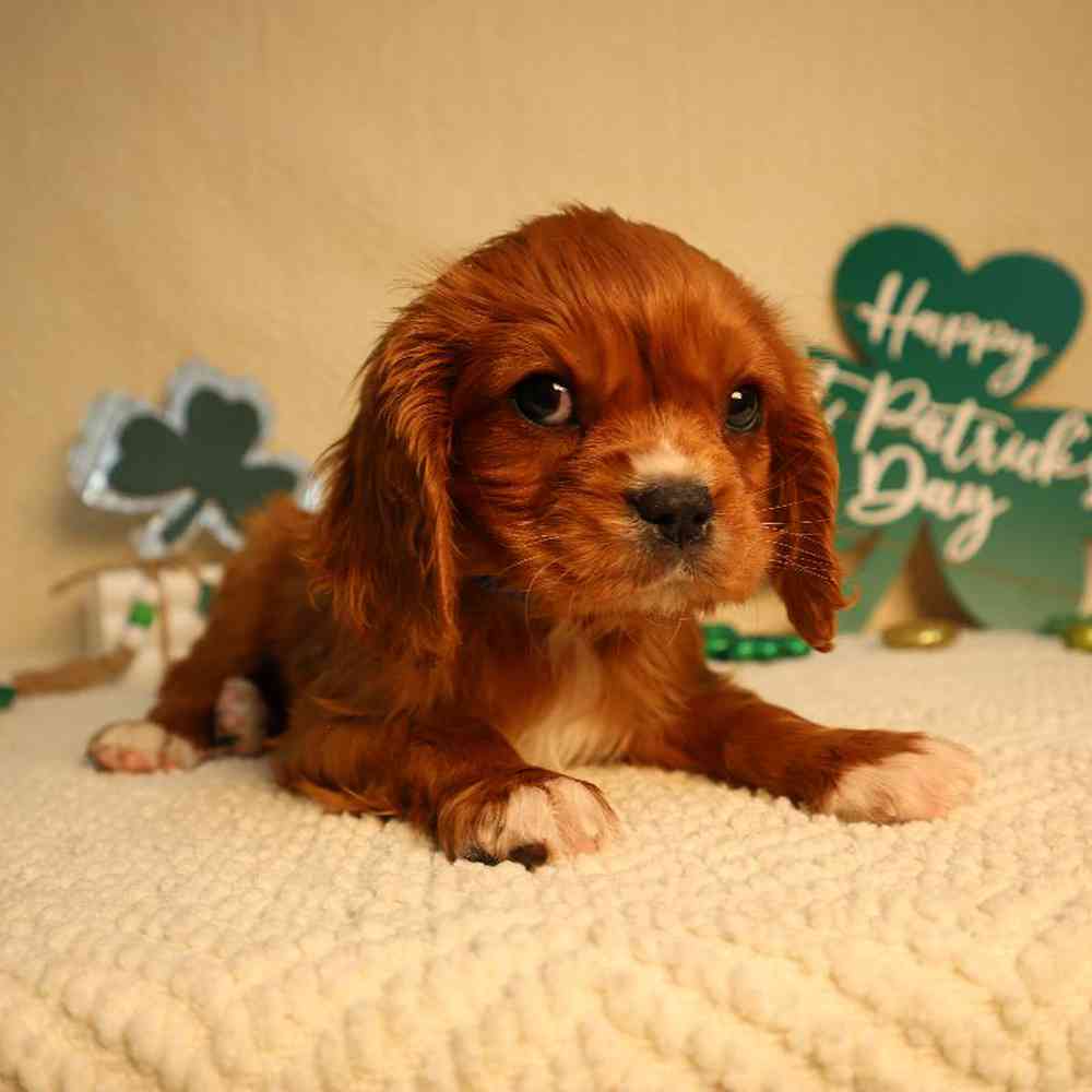 Male Cavalier King Charles Spaniel Puppy for Sale in Blaine, MN