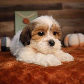 Teddy Bear