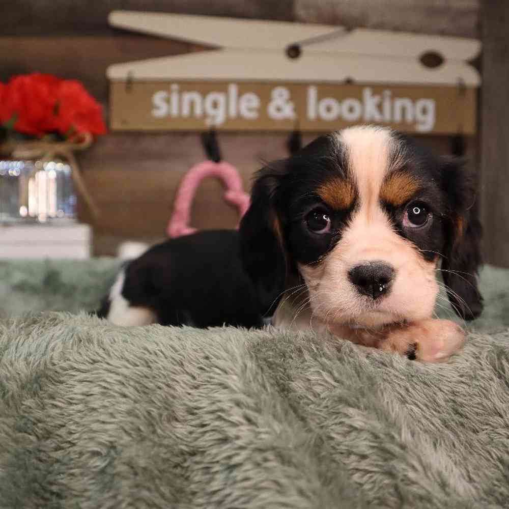 carousel pet images