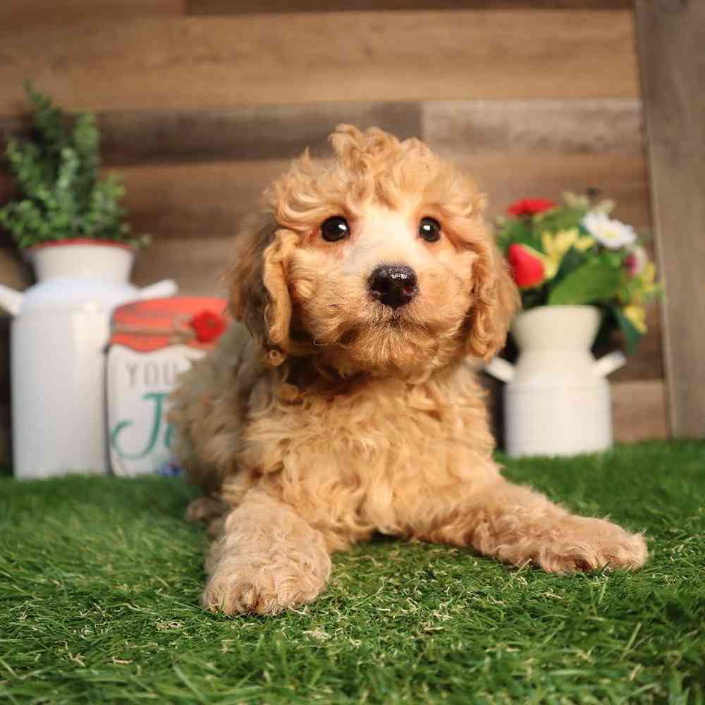 carousel pet images