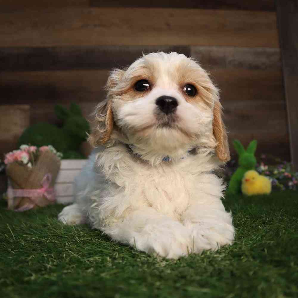 Male Cavachon Puppy for Sale in Blaine, MN