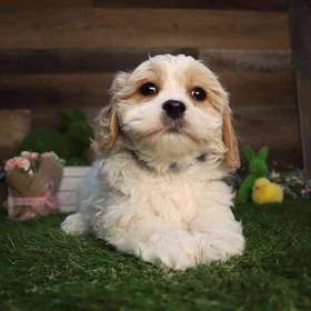 Cavachon