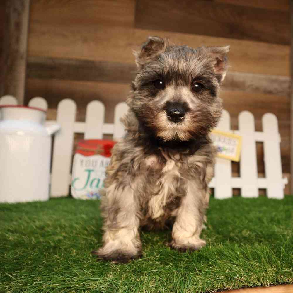 Female Mini Schnauzer Puppy for Sale in Blaine, MN