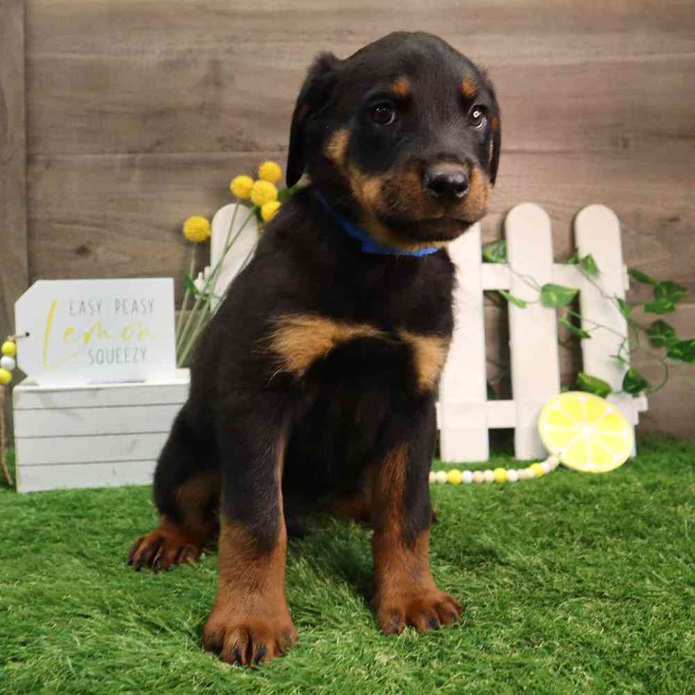 Male Rottweiler Puppy for Sale in Blaine, MN