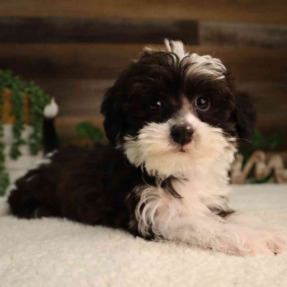 Male Yorkie-Poo Puppy for Sale in Blaine, MN