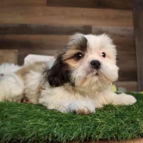 Shih Tzu