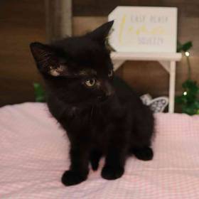 Kitten