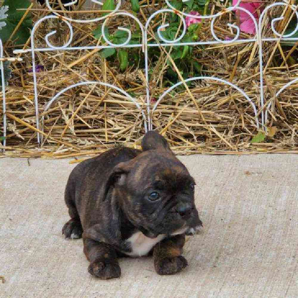 Male Frenchton Puppy for sale